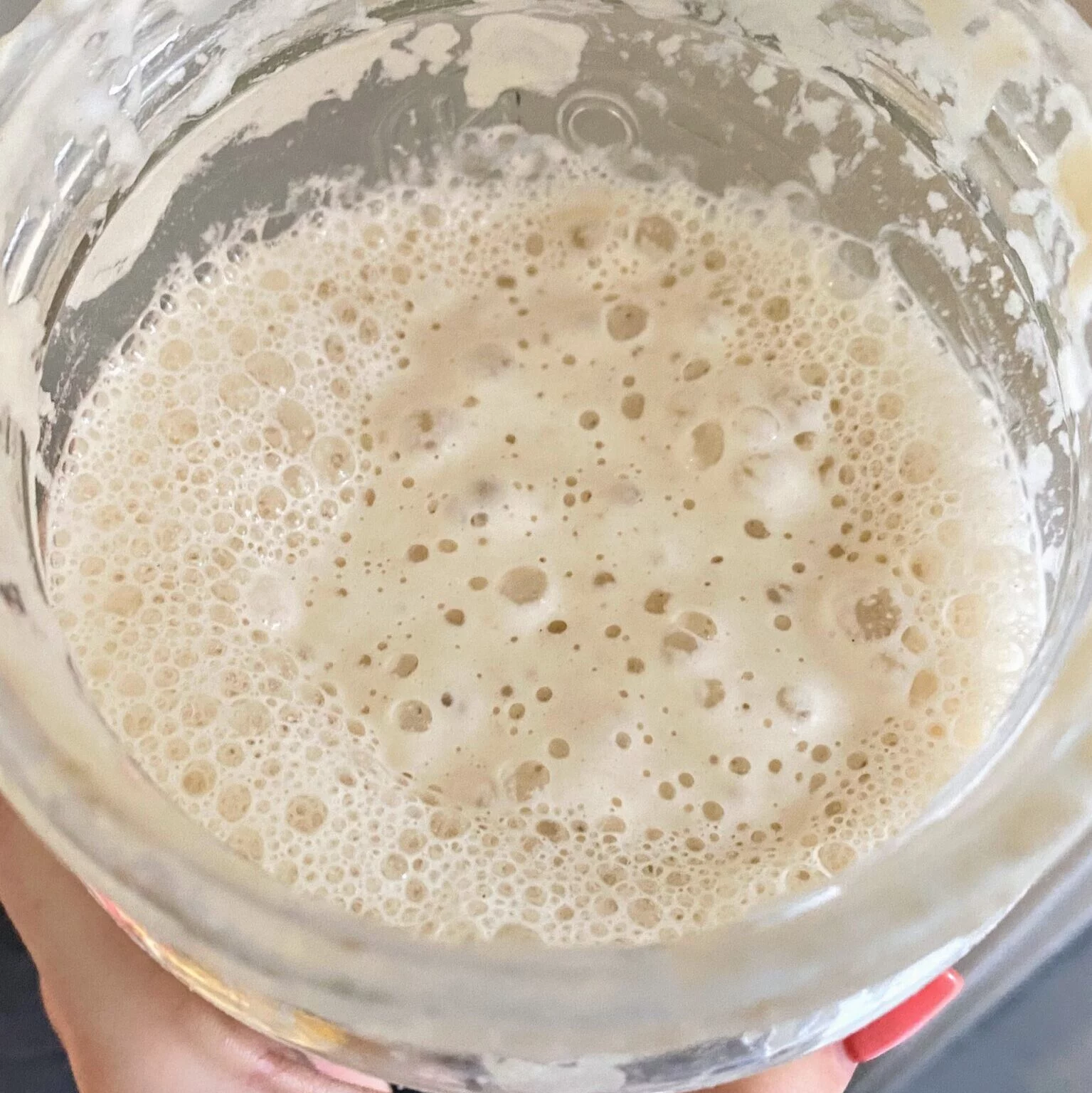 sourdough starter leaven