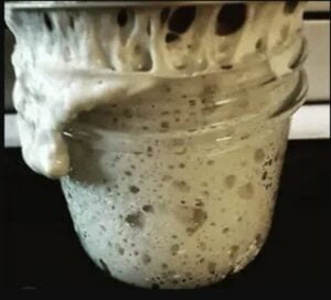3 Reasons Your Starter Is Not Doubling - SourDoughMama